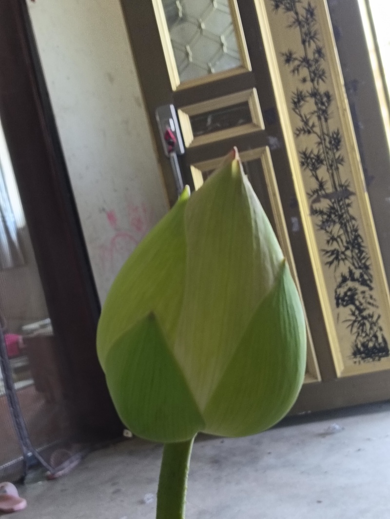 重瓣荷花