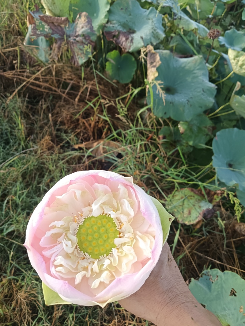 重瓣荷花