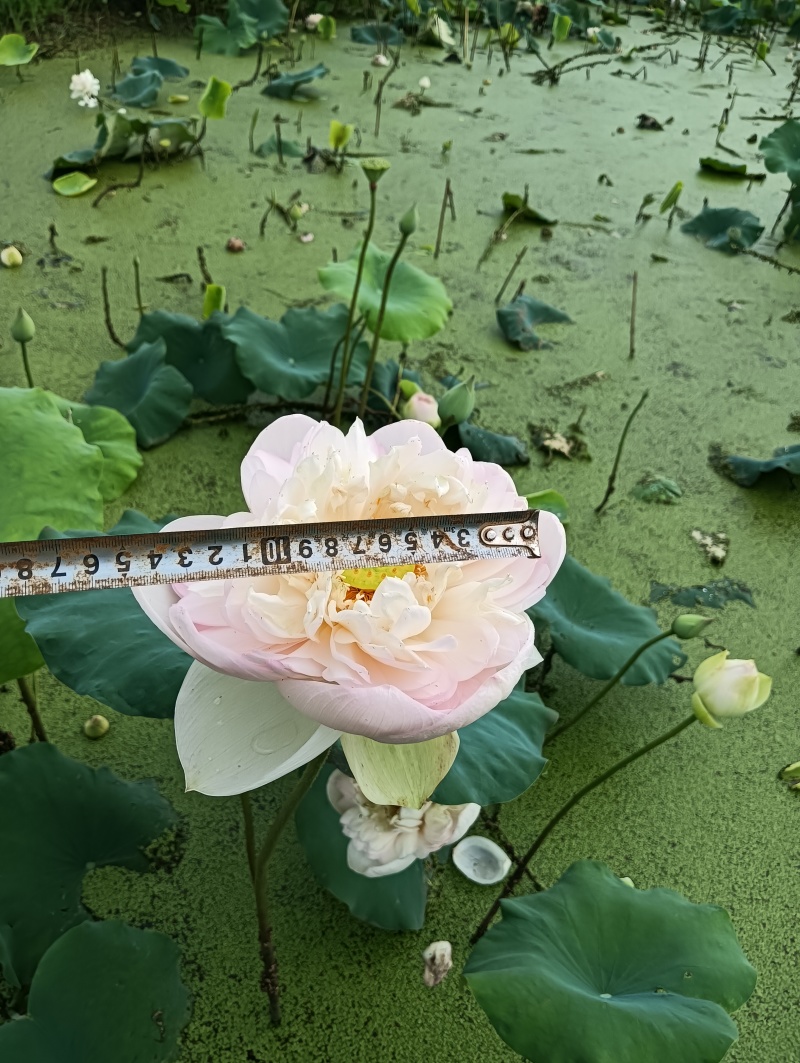 重瓣荷花