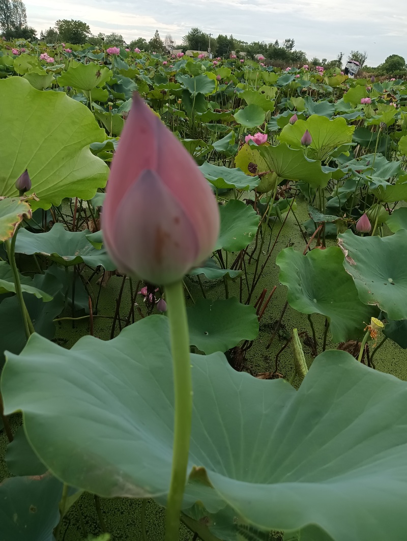 重瓣荷花