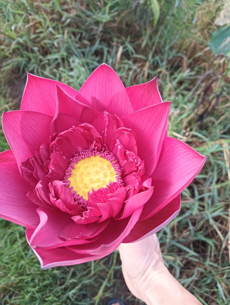 重瓣荷花