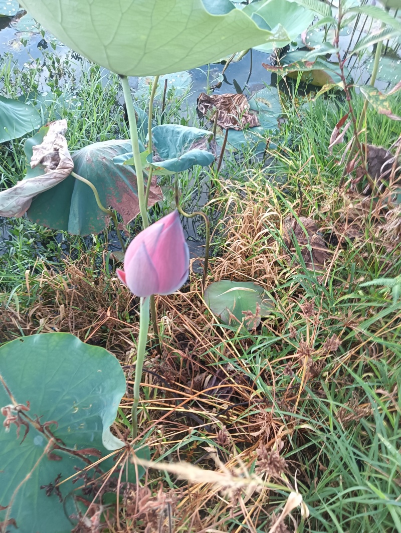重瓣荷花
