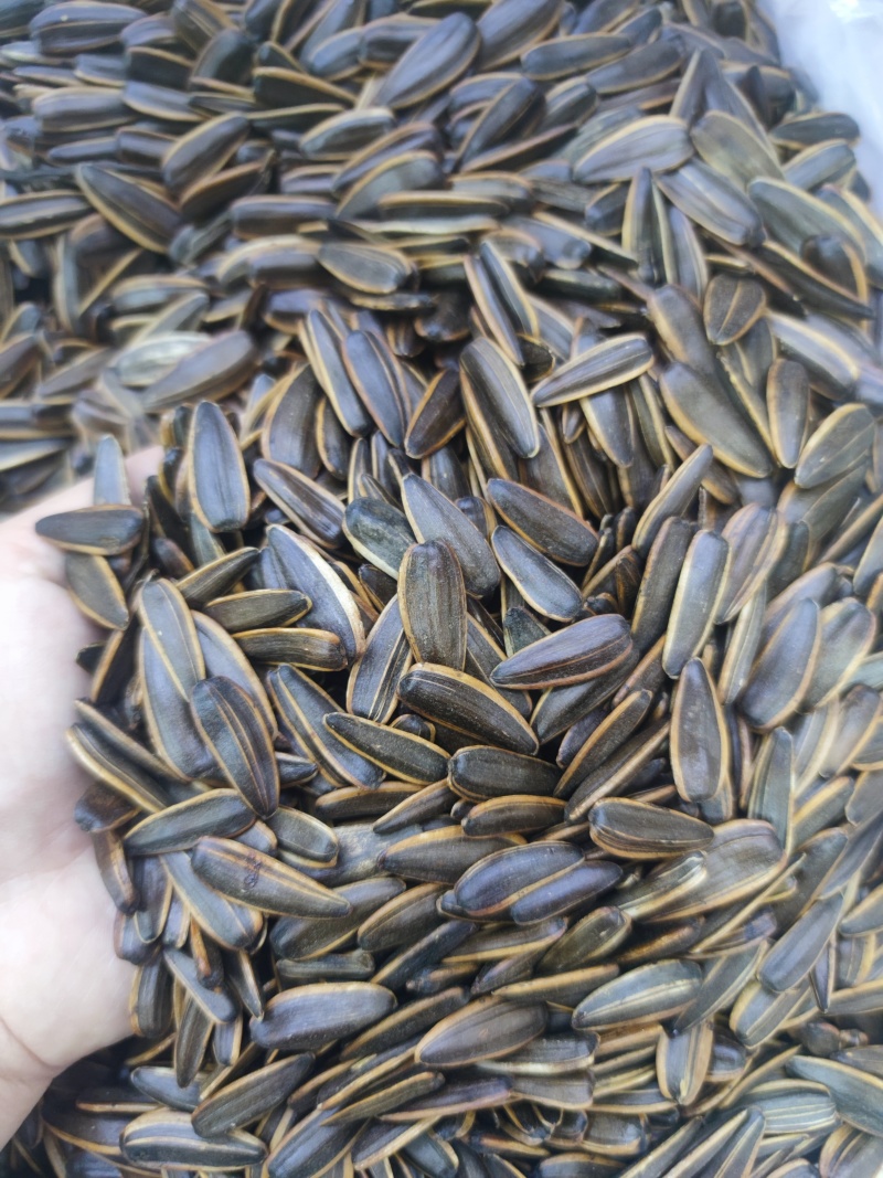 河南郑州新货葵花子10斤焦糖红枣五香茶韵奶香原味菊花陈皮
