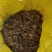 藏当归（人工仿野生种植）高海拔，香味浓郁，价格实惠。