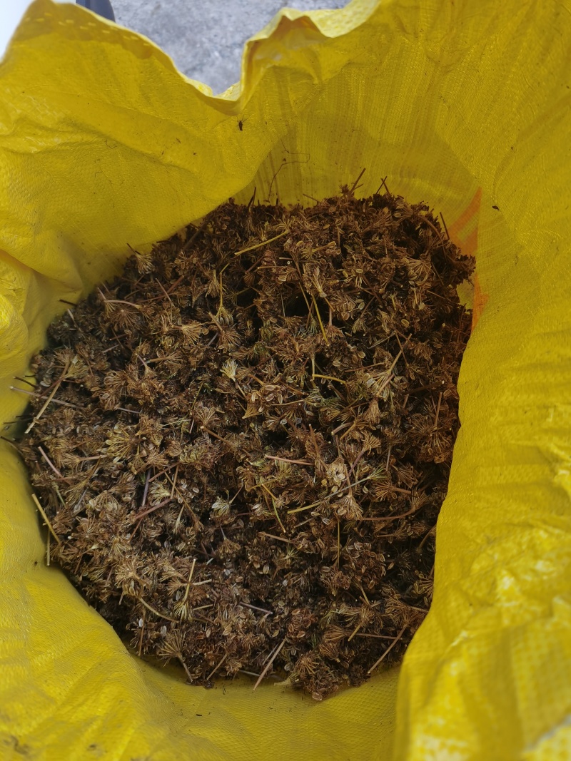 藏当归（人工仿野生种植）高海拔，香味浓郁，价格实惠。
