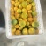 湖南石门县蜜橘