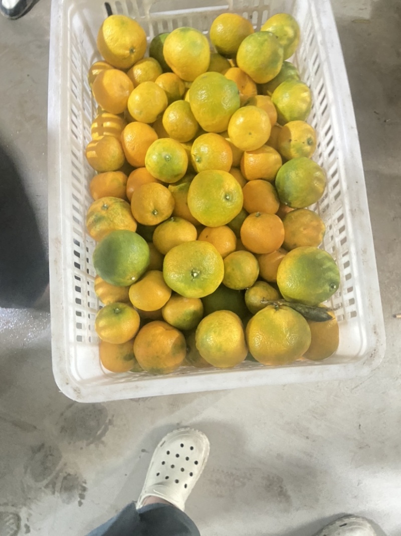 湖南石门县蜜橘