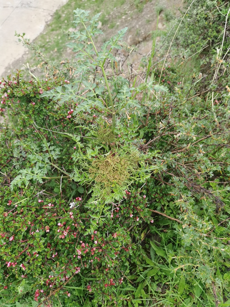 藏当归（人工仿野生种植）高海拔，香味浓郁，价格实惠。
