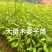 木姜子苗