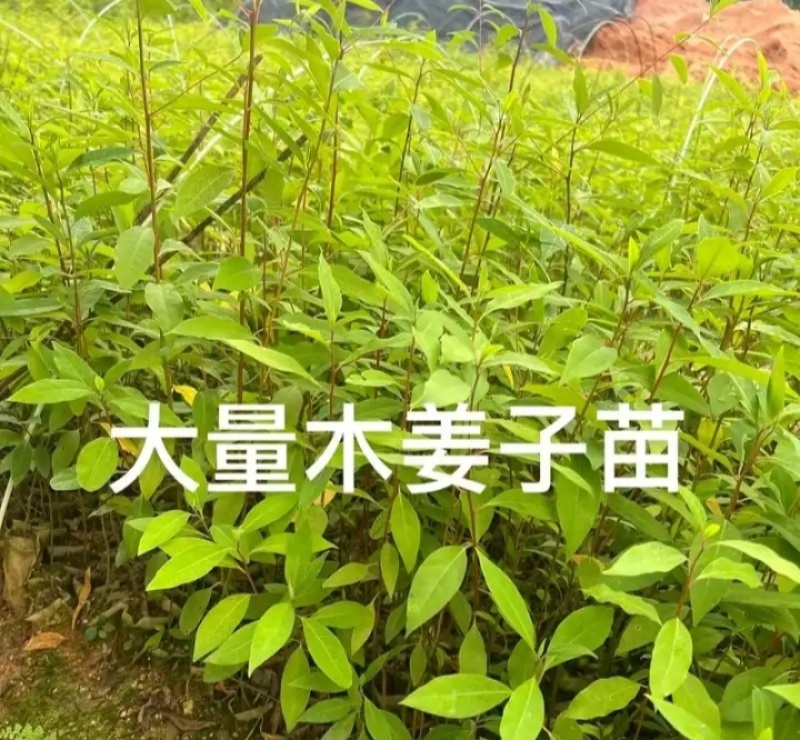 木姜子苗