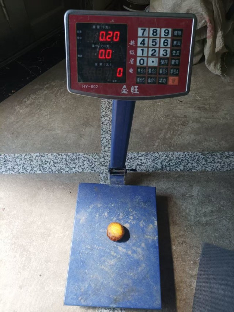 鸡宝刚刚出炉可以视频可以现场看货