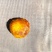 鸡宝刚刚出炉可以视频可以现场看货