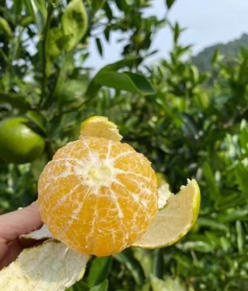 皇帝柑广西正宗皇帝柑基地直供量大从优代发全国