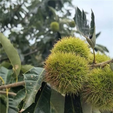 河北精品北峪板栗产地直发规格齐全保质保量欢迎随时联系