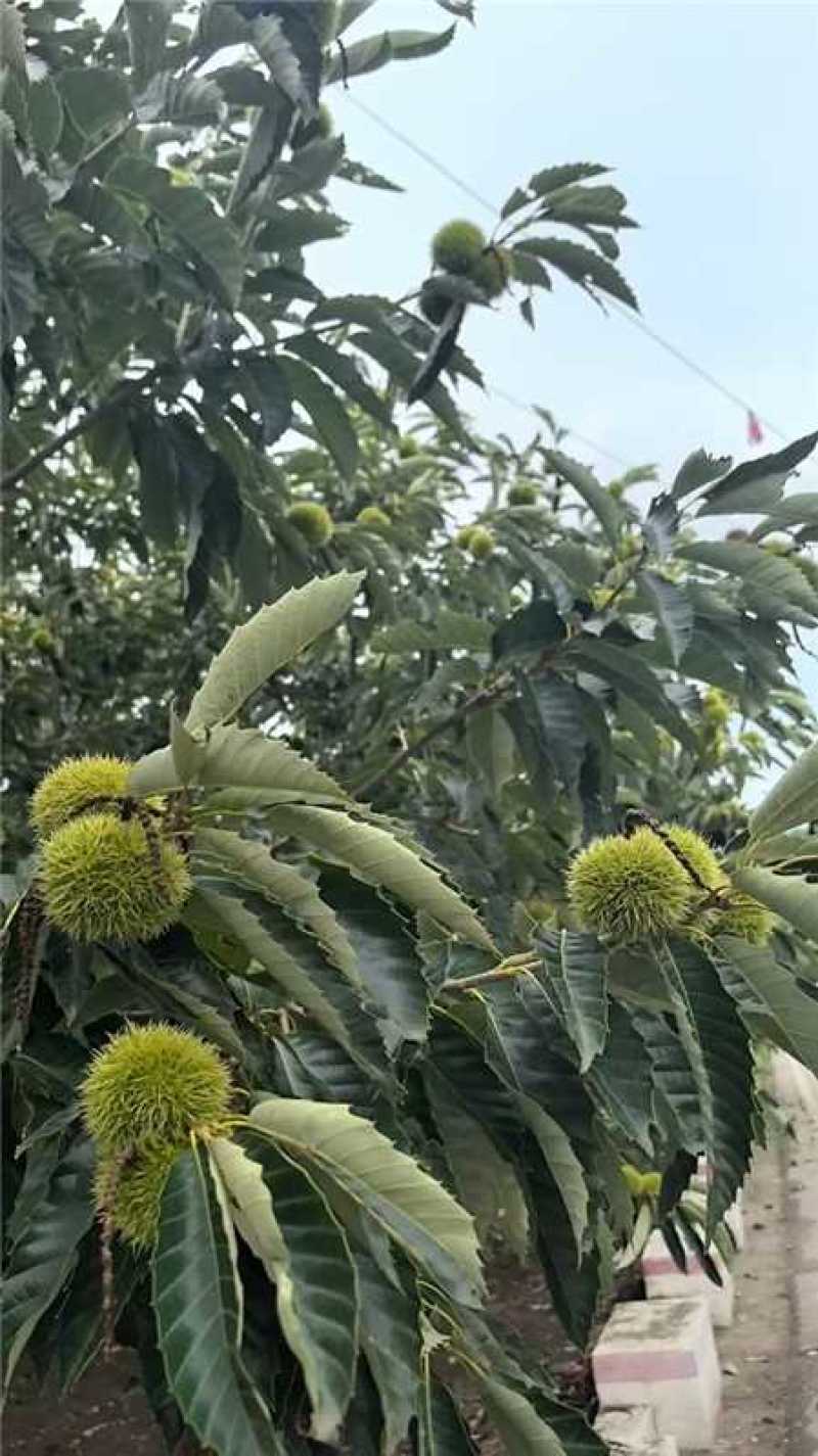 河北精品北峪板栗产地直发规格齐全保质保量欢迎随时联系