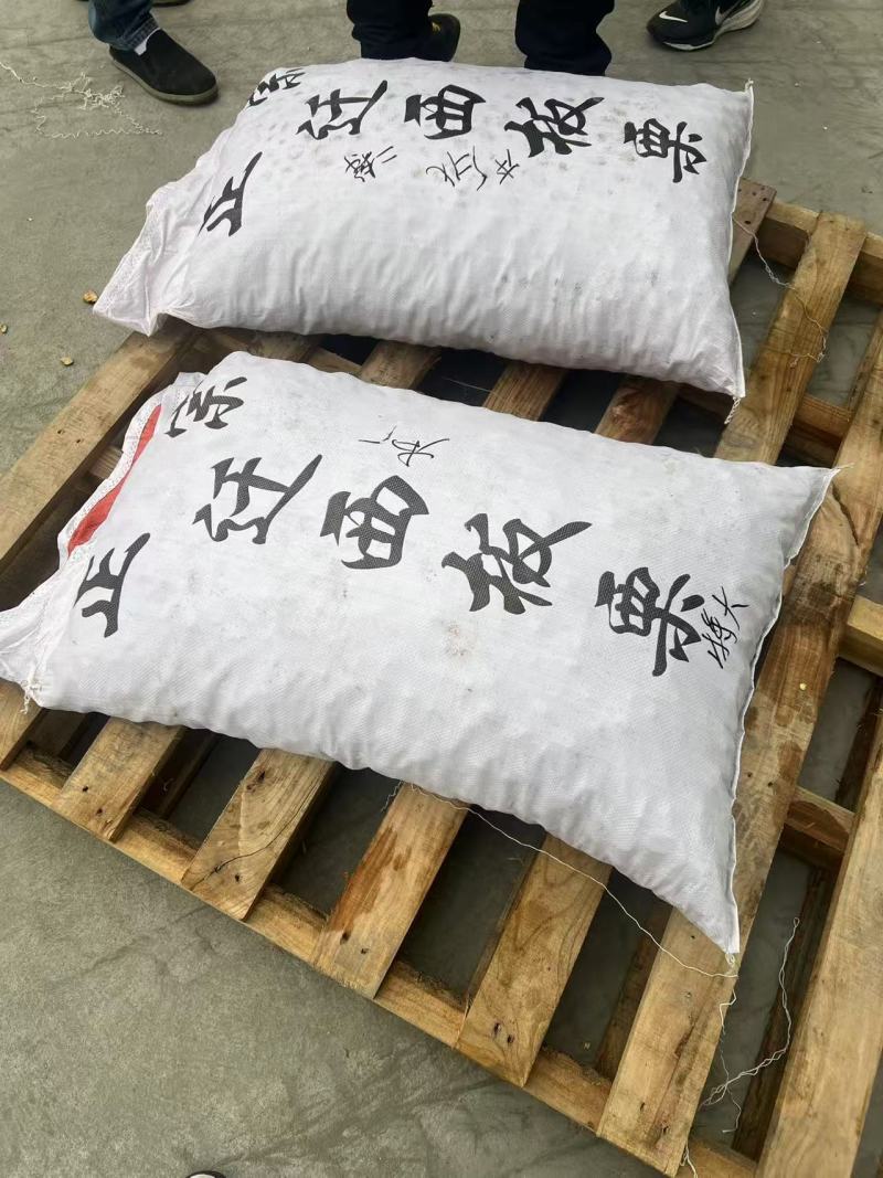 河北精品北峪板栗产地直发规格齐全保质保量欢迎随时联系