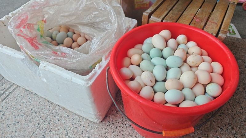 批发土鸡，五黑鸡。土鸡蛋养殖场直销拿货价