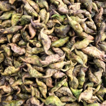大河湾菱角自产自销量大优惠