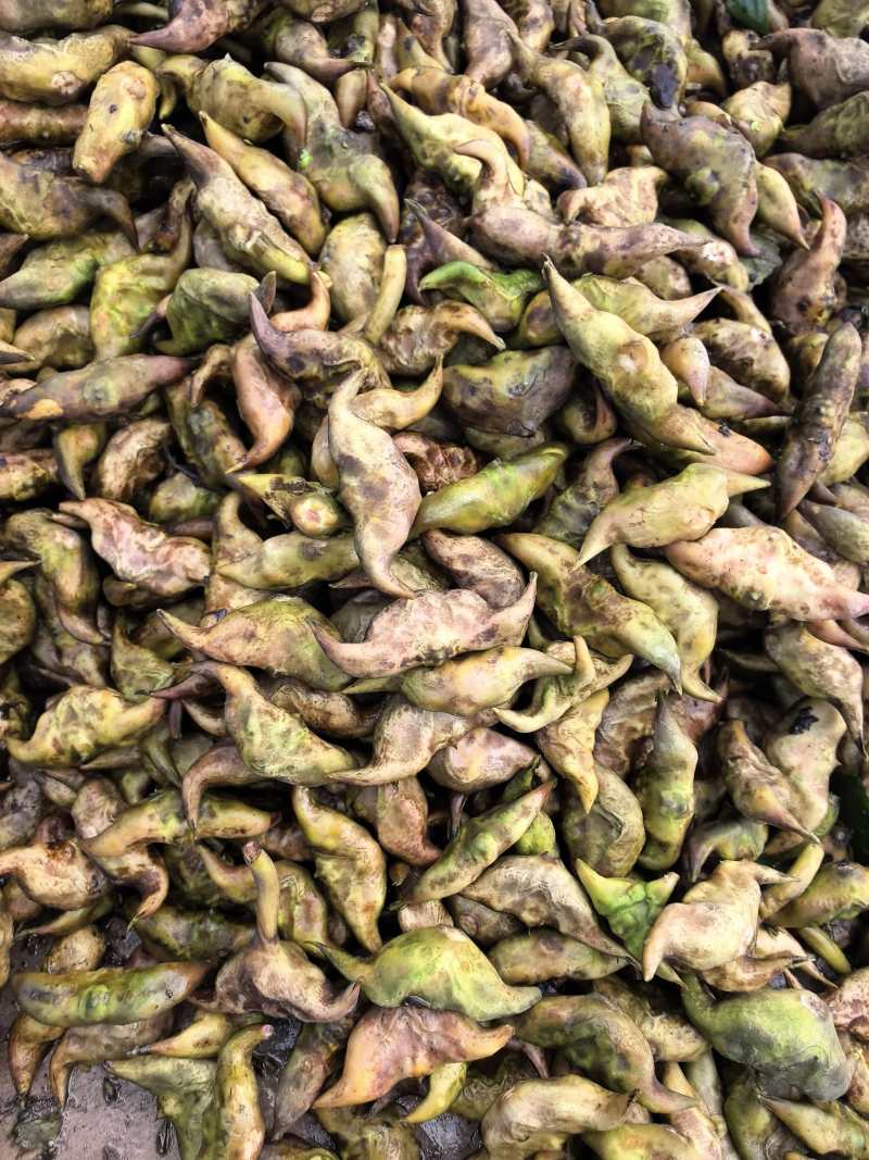 大河湾菱角自产自销量大优惠
