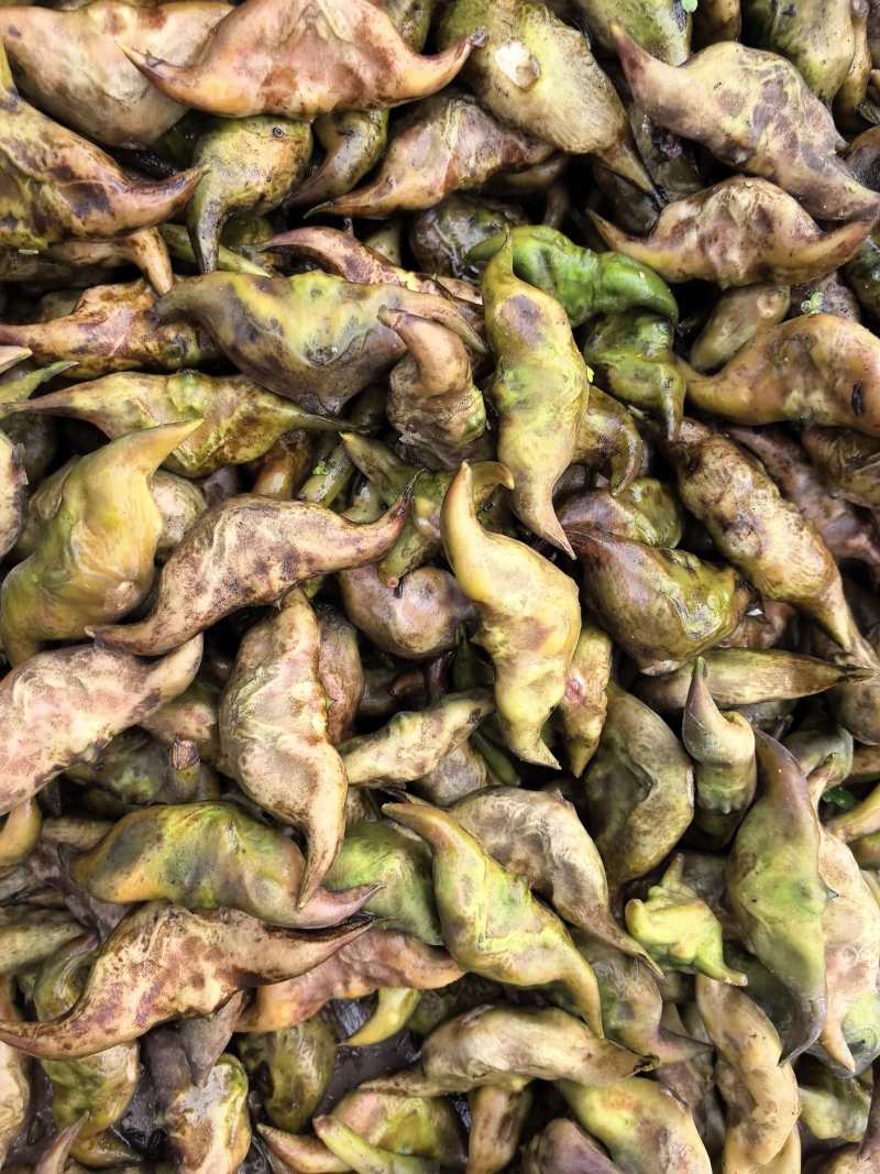 大河湾菱角自产自销量大优惠