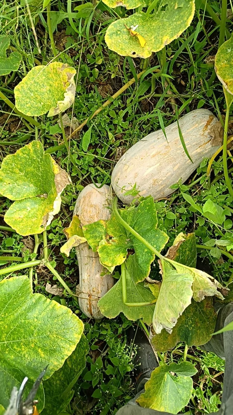 本地长瓜，蜜本南瓜
