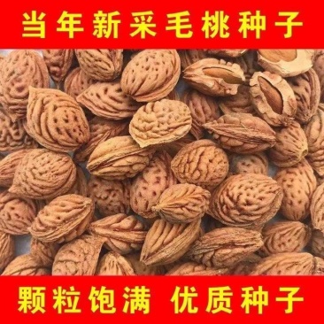 当年新采毛桃种子山桃种子新采毛桃核野生毛桃树种子嫁接梅花