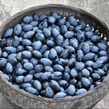 橄榄黑榄信宜本地黑榄乌榄鲜果腌制榄肉