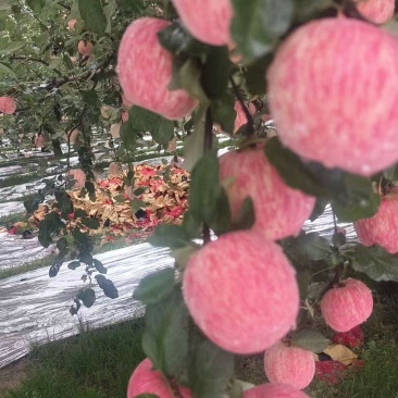 精品货源红富士/苹果红富士苹果供应地直供