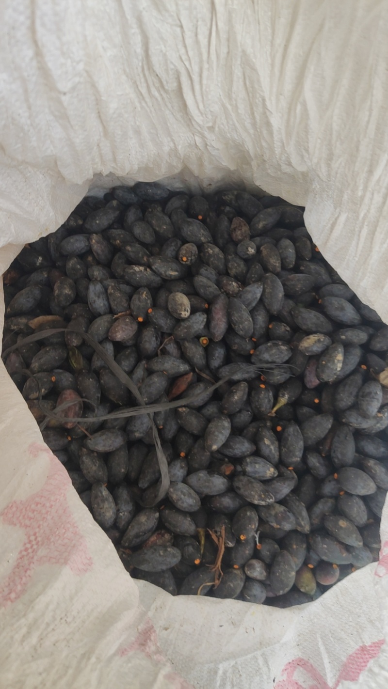 橄榄黑榄信宜本地黑榄乌榄鲜果腌制榄肉