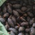 橄榄黑榄信宜本地黑榄乌榄鲜果腌制榄肉