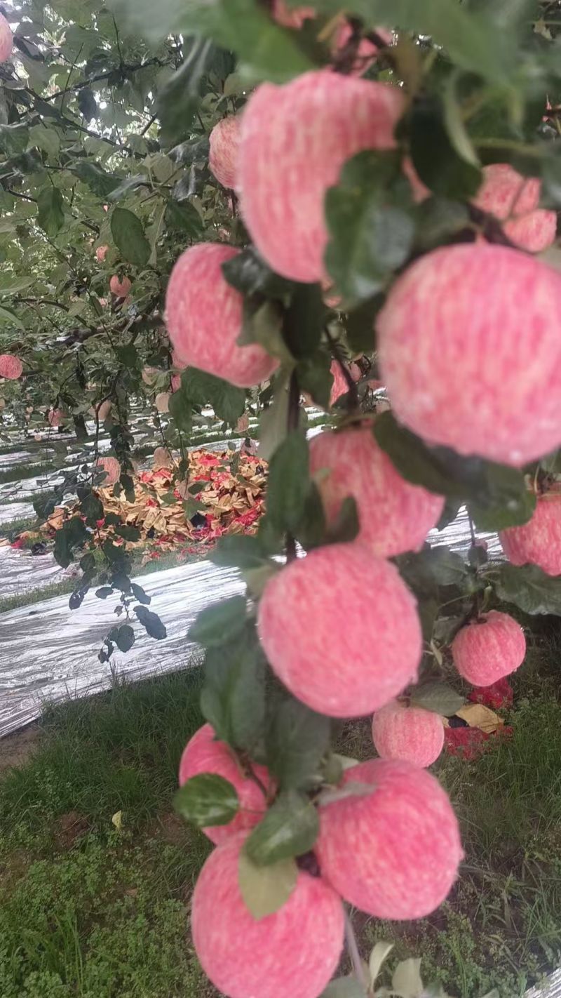 精品货源红富士/苹果红富士苹果供应地直供