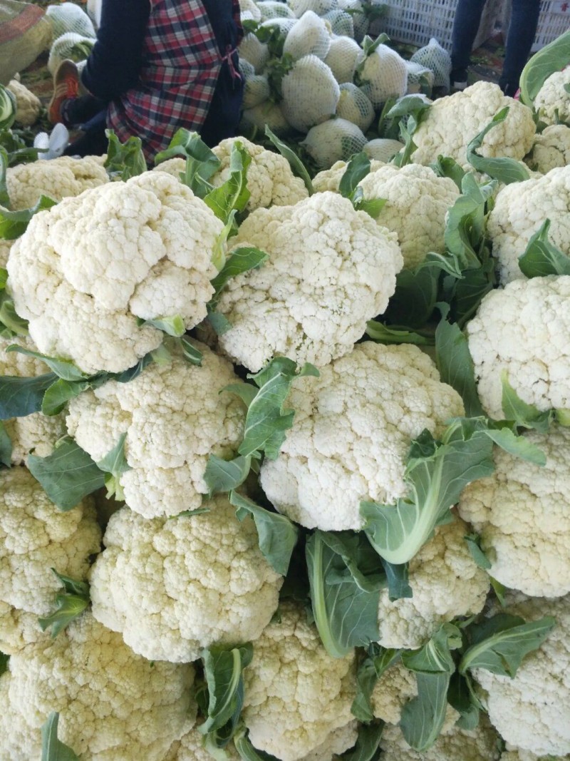 松花菜小米粒花菜安徽白面青梗散花货源稳定代收代