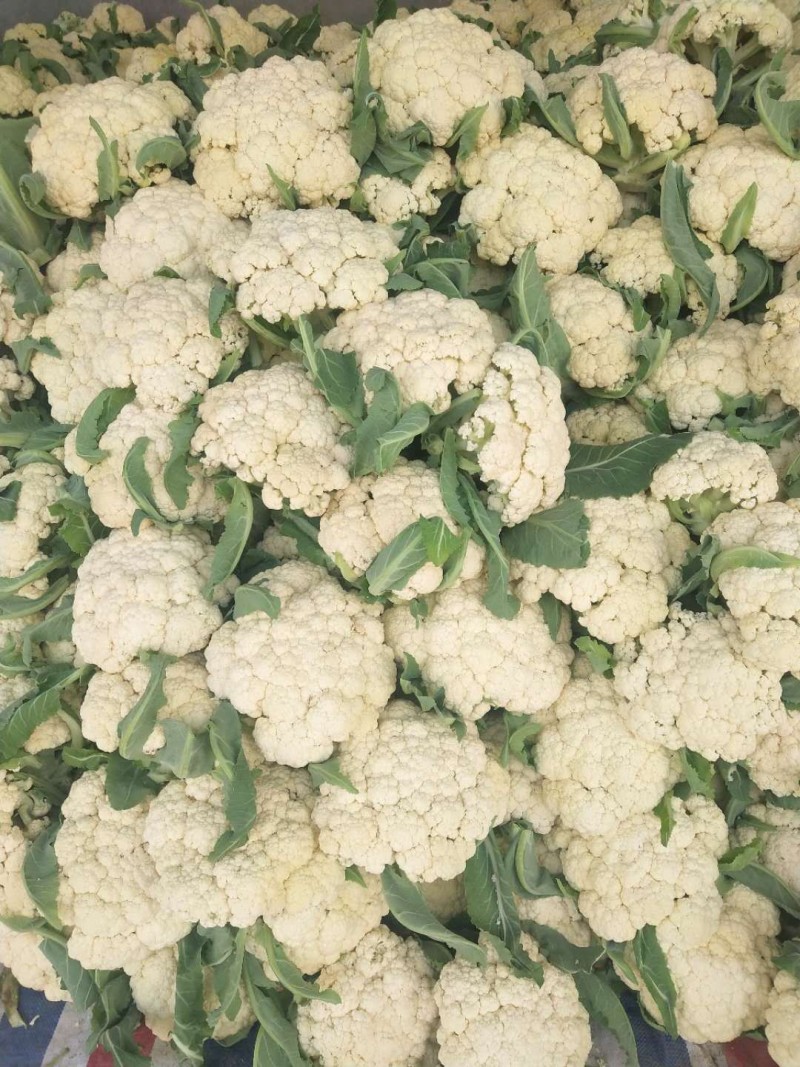 松花菜小米粒花菜安徽白面青梗散花货源稳定代收代
