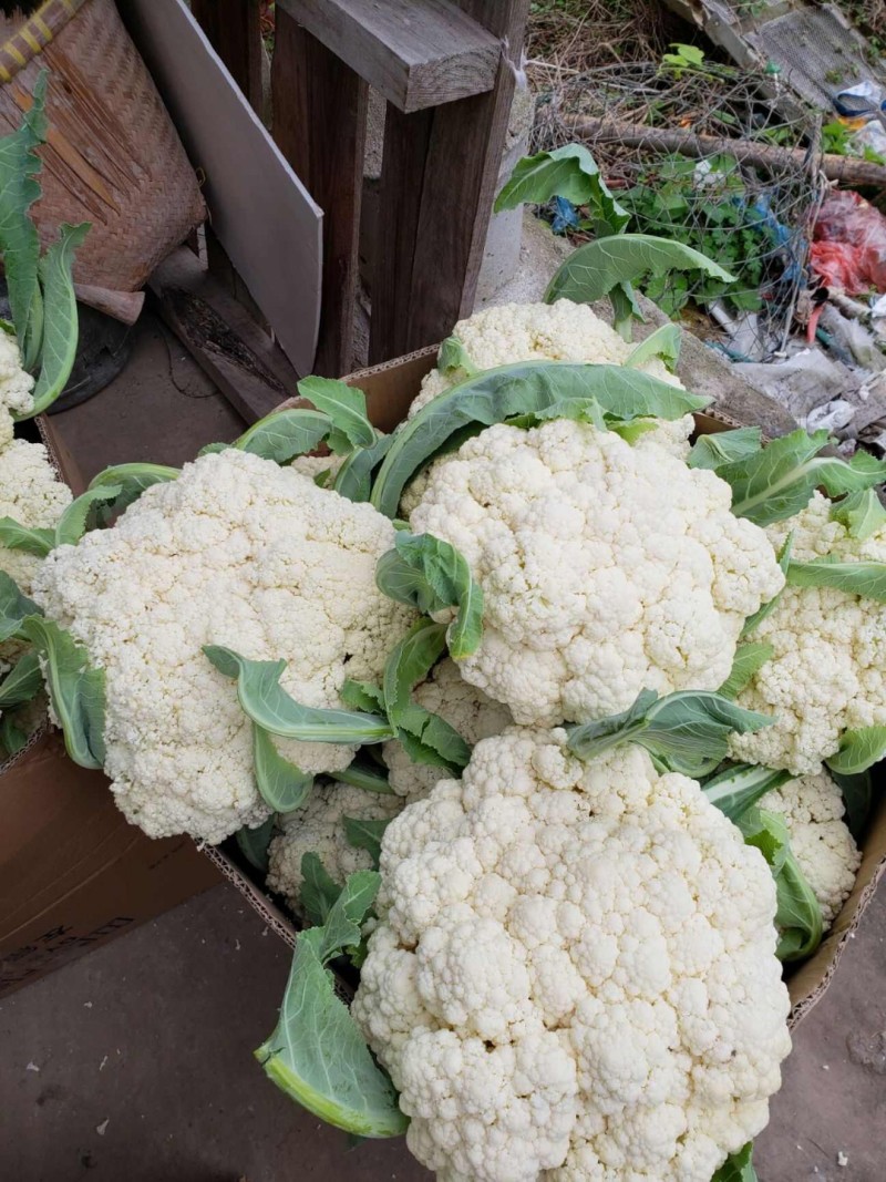 松花菜小米粒花菜安徽白面青梗散花货源稳定代收代