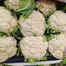 松花菜小米粒花菜安徽白面青梗散花货源稳定代收代