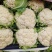 松花菜小米粒花菜安徽白面青梗散花货源稳定代收代