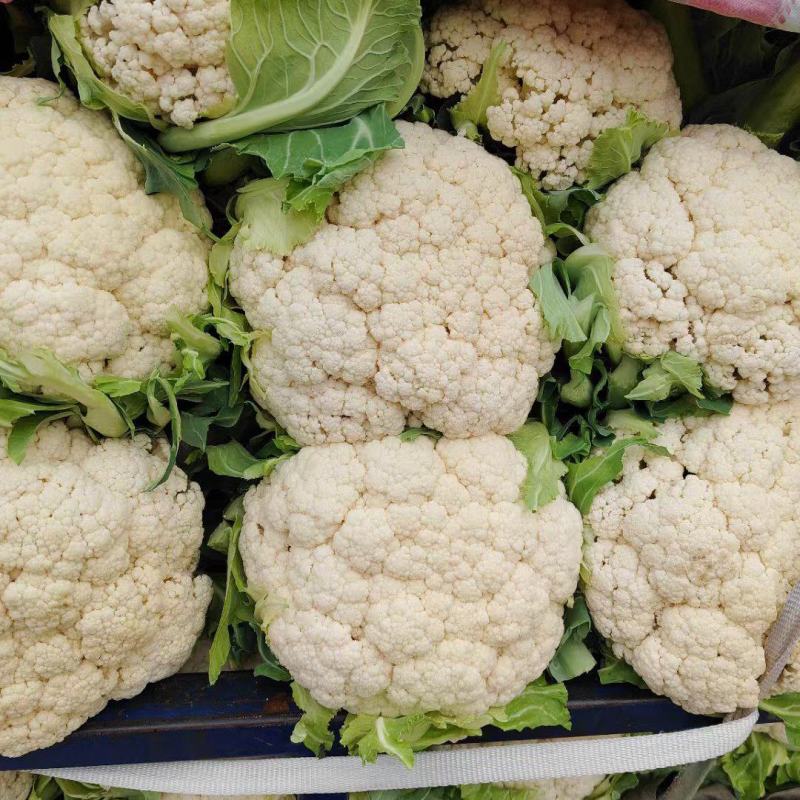 松花菜小米粒花菜安徽白面青梗散花货源稳定代收代