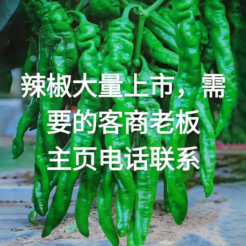 鲜椒