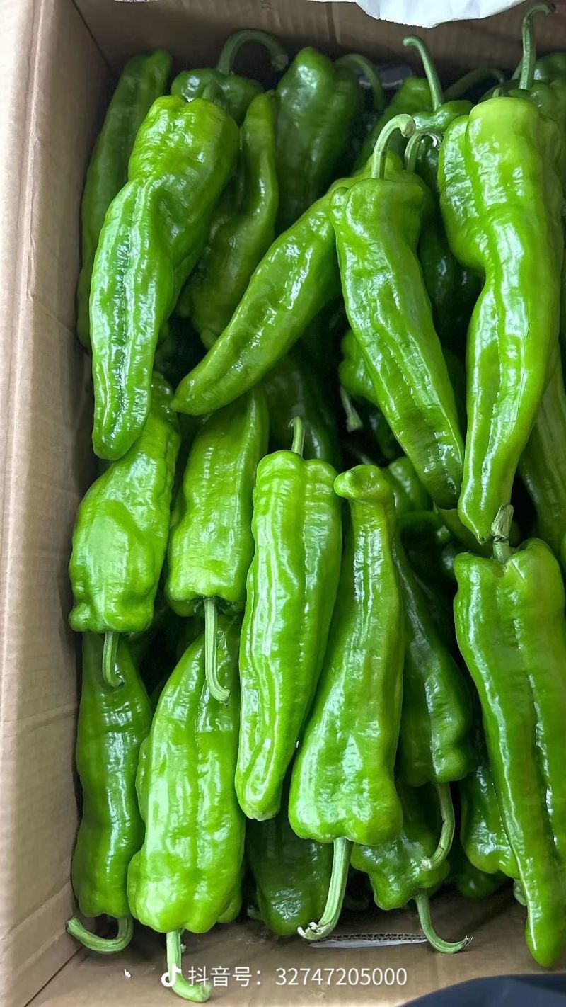 鲜椒