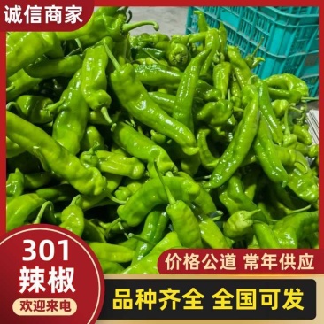 301辣椒鲜辣椒牛角椒山东费县产地直发保质保量