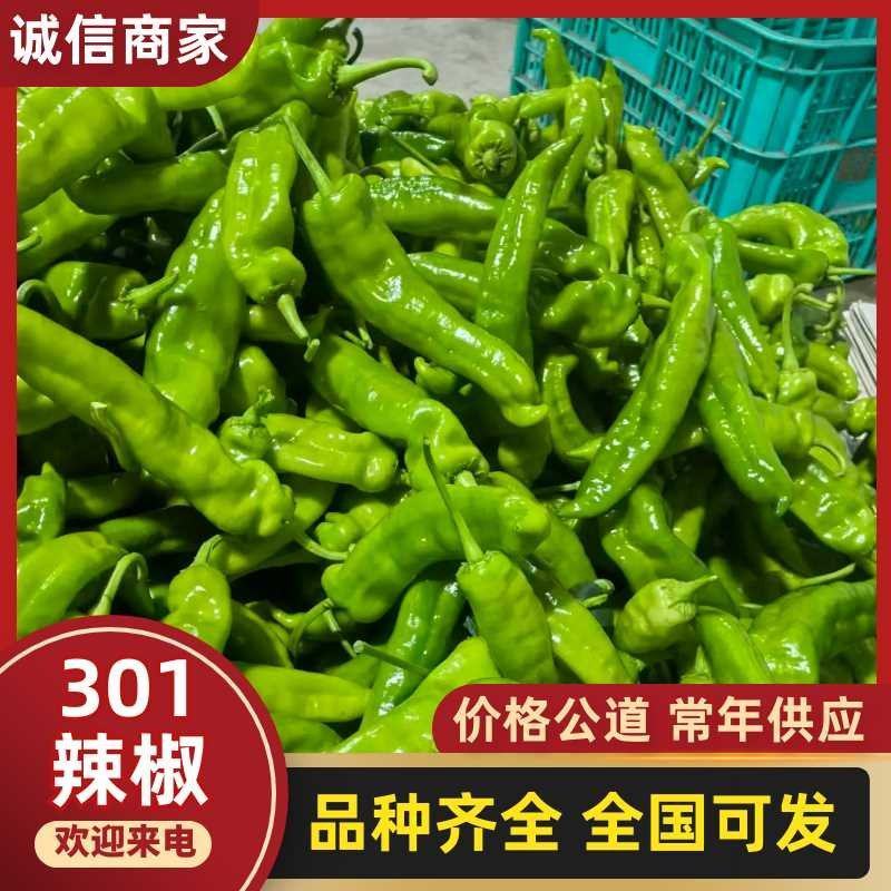 301辣椒鲜辣椒牛角椒山东费县产地直发保质保量