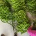 安徽芜湖本地青线辣椒鲜辣椒线椒大量上市批发价质优价廉发货