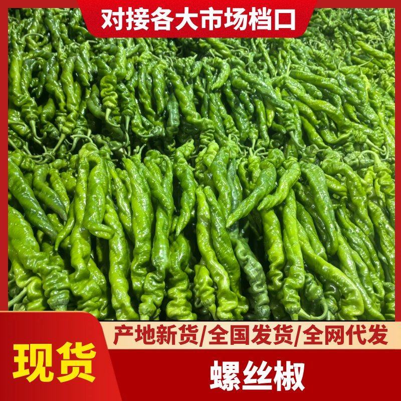 精品螺丝椒全螺螺丝椒种植基地现摘先发皱皮椒砀椒线椒