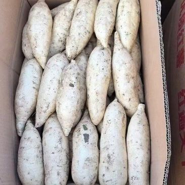湖南二号大量开挖需要货的老板联系