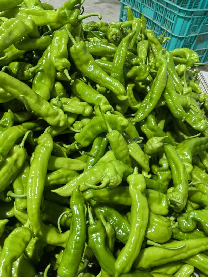 精品螺丝椒全螺螺丝椒种植基地现摘先发皱皮椒砀椒线椒