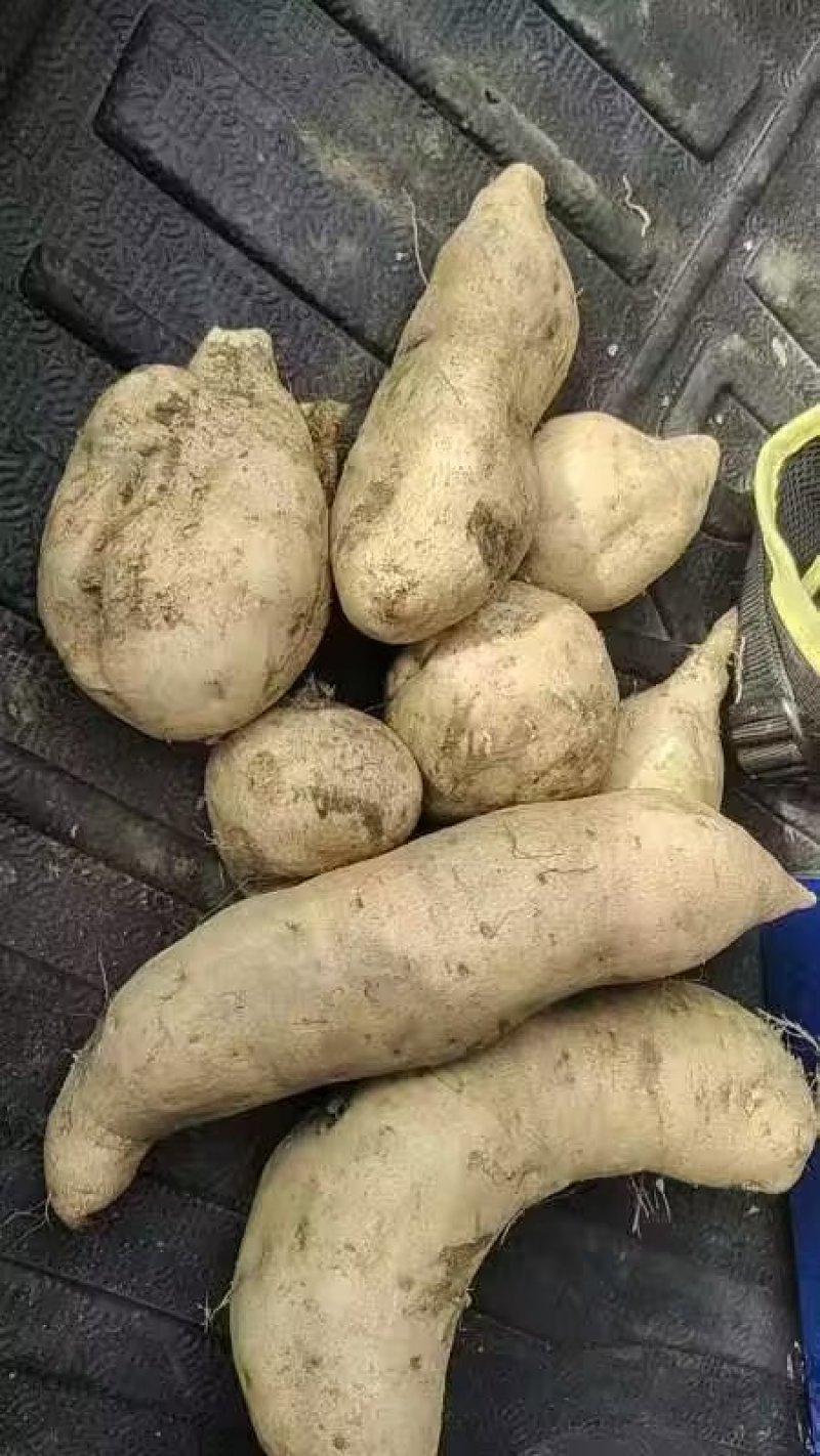 湖南二号大量开挖需要货的老板联系
