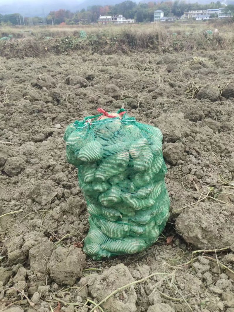 湖南二号大量开挖需要货的老板联系