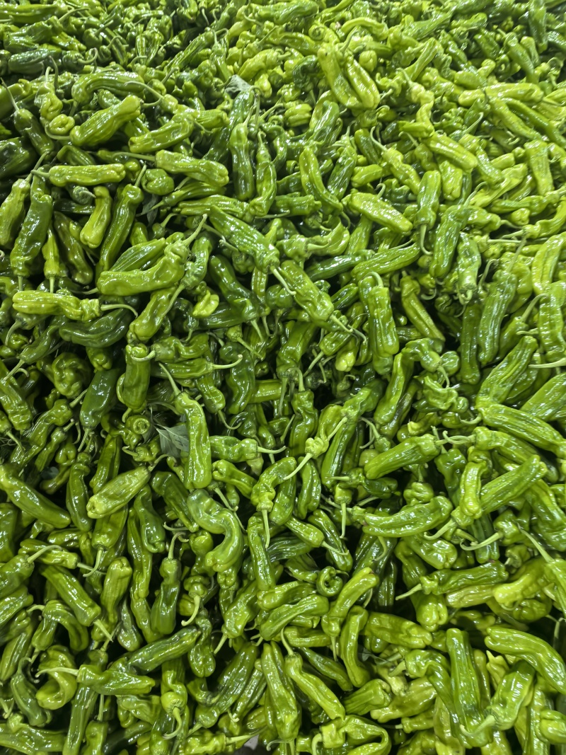 砀椒芜湖椒可视频看货对接市场批发商超辣椒上市