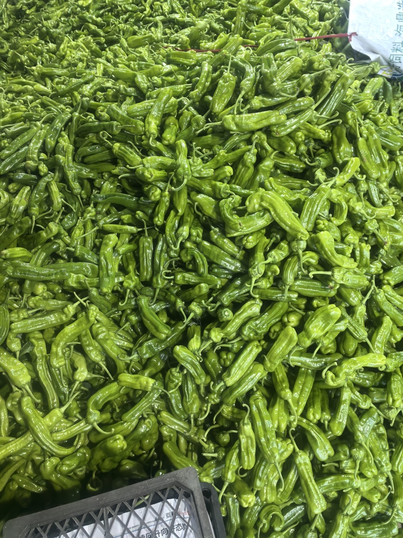 砀椒芜湖椒可视频看货对接市场批发商超辣椒上市