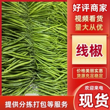 青线椒二荆条辣椒山东临沂费县鲜辣椒大量上市量大从优